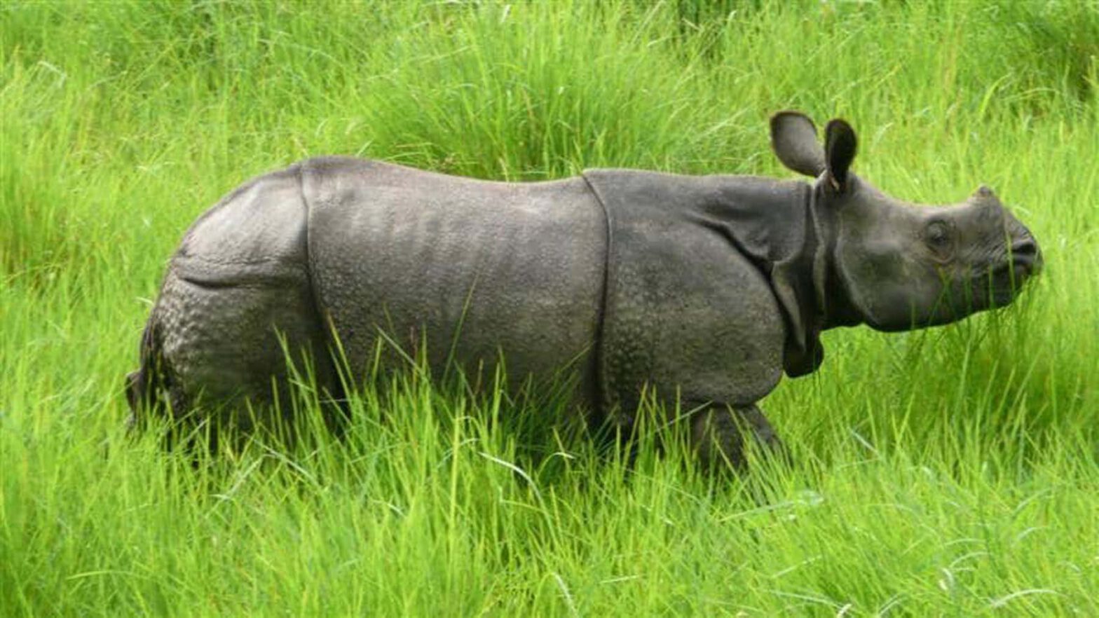 rhino