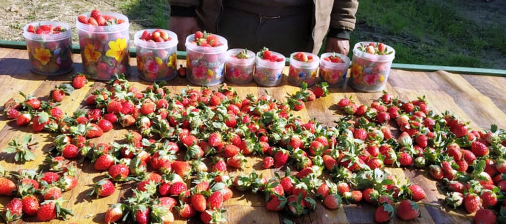 strawberry at Kanchanpur